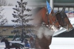 10 января 2020 Состоится первый день испытаний лошадей рысистых пород.
